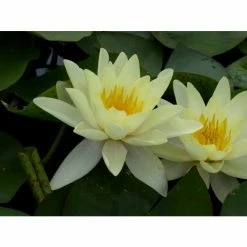 Nymphaea 'Marliacea 'Chromatella' | Water Lily -Yellow Plants Store PL0759 add image 3 d845