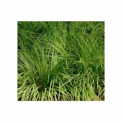 Sweet Flag | Acorus calamus