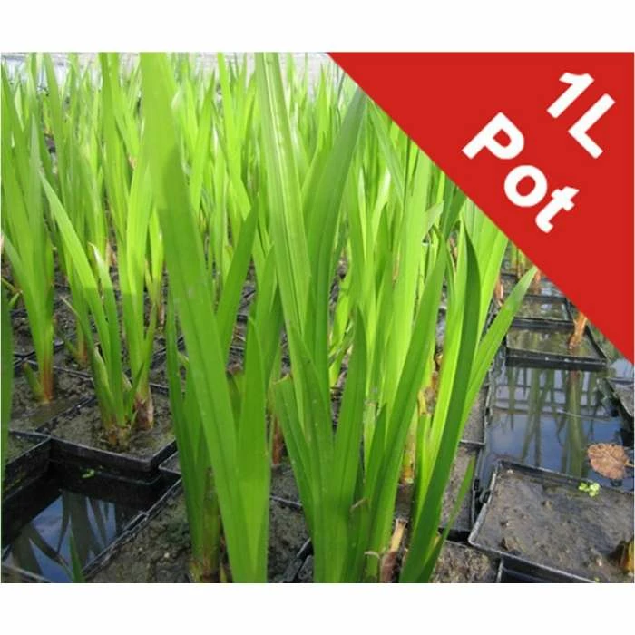 Sweet Flag | Acorus calamus 2 Sweet Flag | Acorus calamus - Image 2