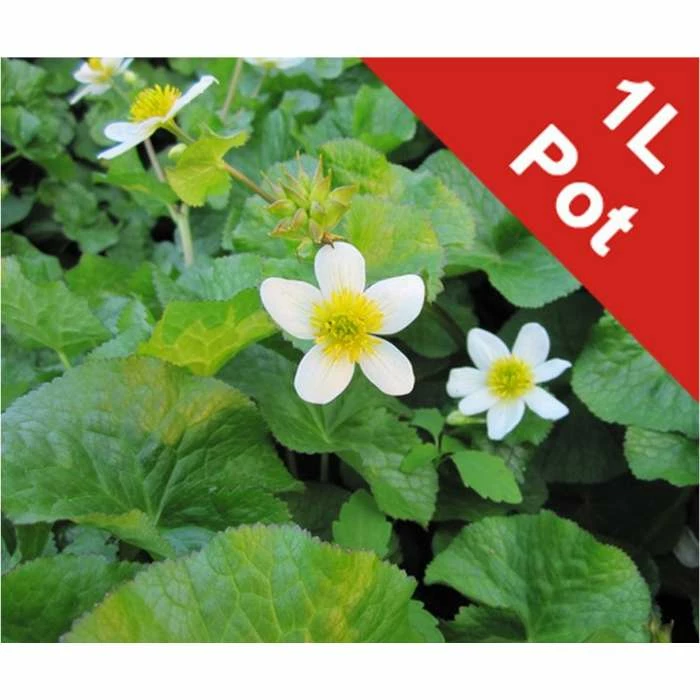 1L Marsh Marigold 'Alba' Caltha palustris alba 1 1L Marsh Marigold 'Alba' Caltha palustris alba