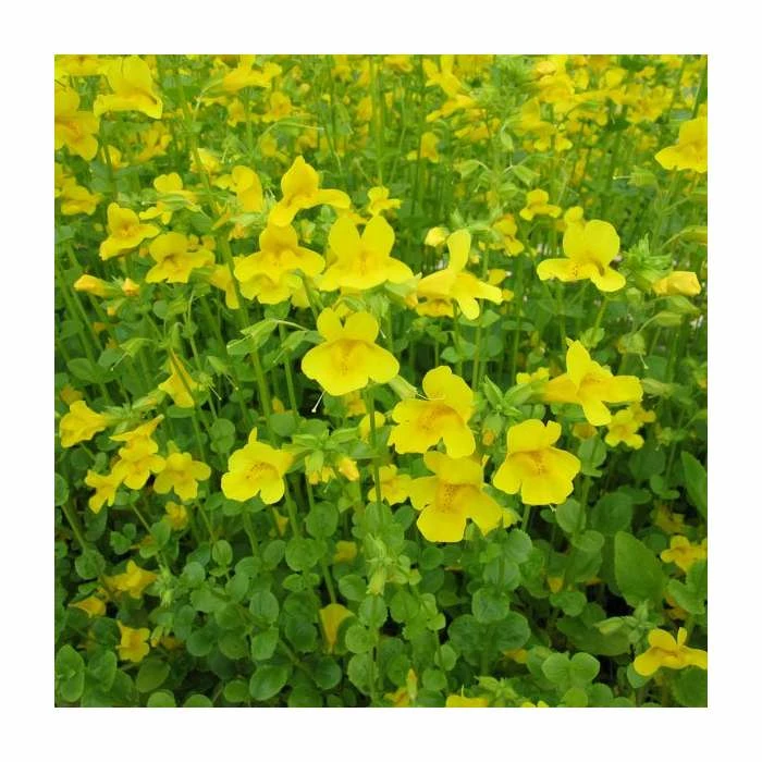 Yellow Monkey Flower | Mimulus guttatus 2 Yellow Monkey Flower | Mimulus guttatus - Image 2