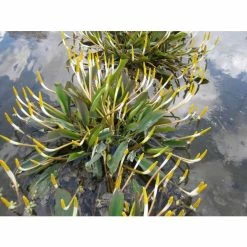 Golden Club | Orontium aquaticum 7 Golden Club | Orontium aquaticum -Yellow Plants Store PL0840 add image 1 7d0b