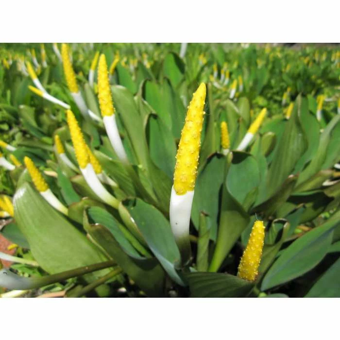 Golden Club | Orontium aquaticum 4 Golden Club | Orontium aquaticum - Image 4