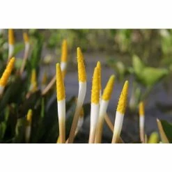 Golden Club | Orontium aquaticum 9 Golden Club | Orontium aquaticum -Yellow Plants Store PL0840 add image 3 9965