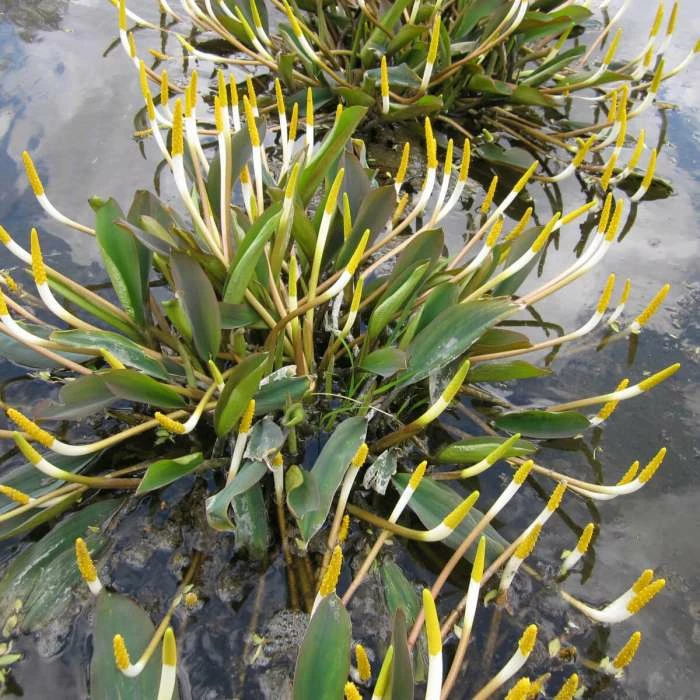 Golden Club | Orontium aquaticum 1 Golden Club | Orontium aquaticum