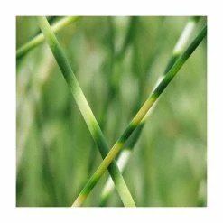 Grey Club Rush | Schoenoplectus lacustris 'Zebrinus'