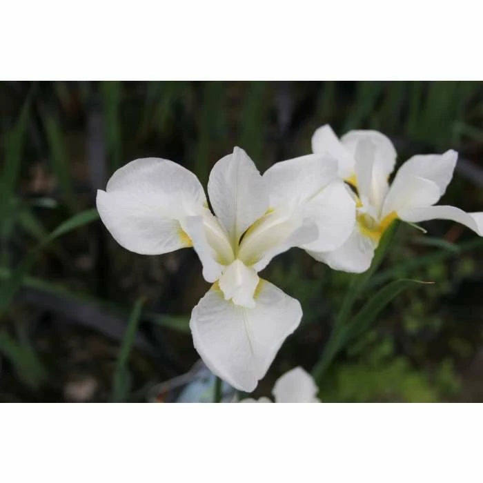 Siberian Flag | Iris sibirica 'Snow Queen' 3 Siberian Flag | Iris sibirica 'Snow Queen' - Image 3
