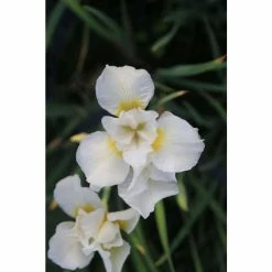 Siberian Flag | Iris sibirica 'Snow Queen' 7 Siberian Flag | Iris sibirica 'Snow Queen' -Yellow Plants Store PL0963 add image 2 cba1