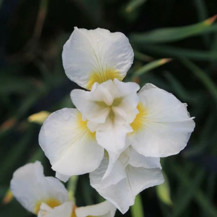 Siberian Flag | Iris sibirica 'Snow Queen' 1 Siberian Flag | Iris sibirica 'Snow Queen'