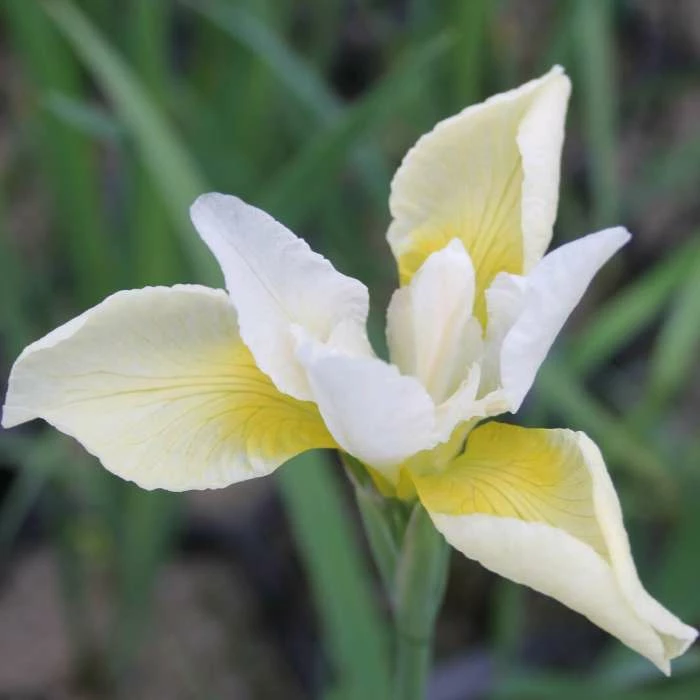 Siberian Flag | Iris sibirica 'Snow Queen' 2 Siberian Flag | Iris sibirica 'Snow Queen' - Image 2