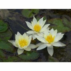 Nymphaea pygmaea 'Helvola' | Water Lily -Yellow Plants Store PL0973 add image 1 1fcc