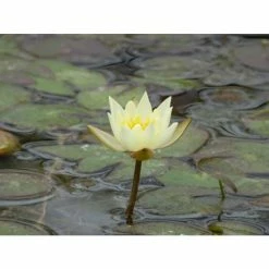Nymphaea pygmaea 'Helvola' | Water Lily -Yellow Plants Store PL0973 add image 3 4569