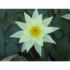 Nymphaea pygmaea 'Helvola' | Water Lily -Yellow Plants Store PL0973 add image 4 7ba9