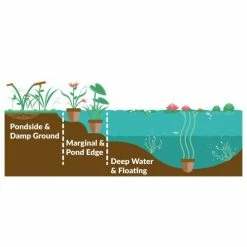 Nymphaea 'Alba' | Water Lily -Yellow Plants Store PL0982 add image 1 0324