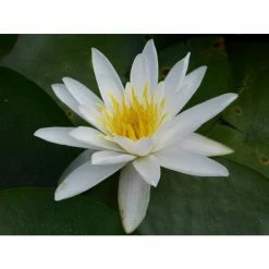 Nymphaea 'Alba' | Water Lily -Yellow Plants Store PL0982 add image 3 0a19