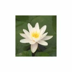Nymphaea 'Alba' | Water Lily -Yellow Plants Store PL0982 add image 4 a660