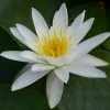 Nymphaea 'Alba' | Water Lily