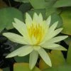 Large Water Lily 'Colonel A.J. Welch' Nymphaea 'Colonel A.J. Welch' - 3L Pot