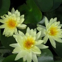 Large Water Lily 'Lemon Mist' - Nymphaea ‘Lemon Mist’ - 3L Pot -Yellow Plants Store PL1012 add image 1 b38e