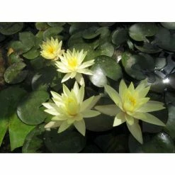 Large Fragrant Water Lily 'Sulphurea' - Nymphaea odorata 'Sulphurea' - 3L Pot 5 Large Fragrant Water Lily 'Sulphurea' - Nymphaea odorata 'Sulphurea' - 3L Pot -Yellow Plants Store PL1025 add image 1 0104