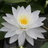 Large Water Lily 'Perry's Double White' Nymphaea 'Perry's Double White' - 3L Pot