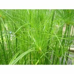 Papyrus | Cyperus papyrus