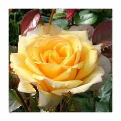 Especially For You' Bush Rose - 5.5L Pot
