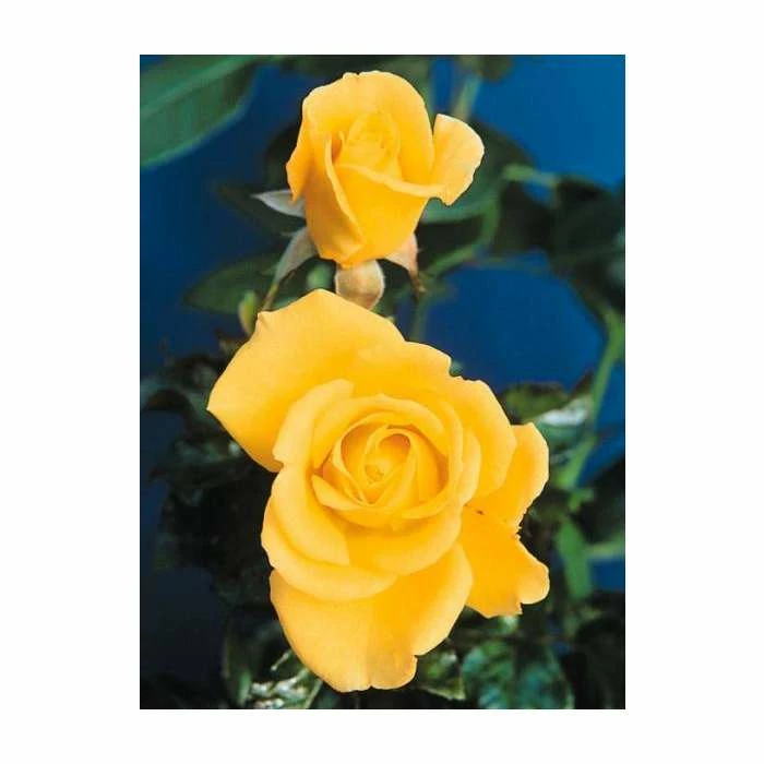 Especially For You' Bush Rose - 5.5L Pot 2 Especially For You' Bush Rose - 5.5L Pot - Image 2
