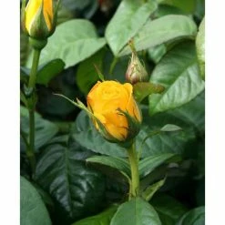 Golden Wedding' Bush Rose - 5.5L Pot -Yellow Plants Store PL11011 add image 1 fd9e