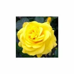 Golden Wedding' Bush Rose - 5.5L Pot -Yellow Plants Store PL11011 add image 2 fbde