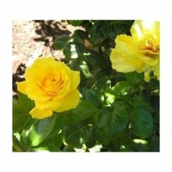 Golden Wedding' Bush Rose - 5.5L Pot -Yellow Plants Store PL11011 add image 3 0f6e