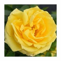 'Golden Anniversary' Patio Rose - 5.5L Pot 9 'Golden Anniversary' Patio Rose - 5.5L Pot -Yellow Plants Store PL11018 add image 2 0000