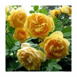 'Golden Anniversary' Patio Rose - 5.5L Pot 10 'Golden Anniversary' Patio Rose - 5.5L Pot -Yellow Plants Store PL11018 add image 3 9425