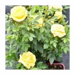 'Golden Anniversary' Patio Rose - 5.5L Pot 11 'Golden Anniversary' Patio Rose - 5.5L Pot -Yellow Plants Store PL11018 add image 4 5e91