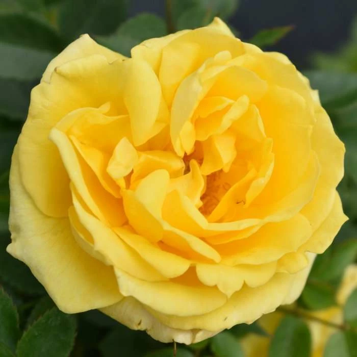 'Golden Anniversary' Patio Rose - 5.5L Pot 1 'Golden Anniversary' Patio Rose - 5.5L Pot