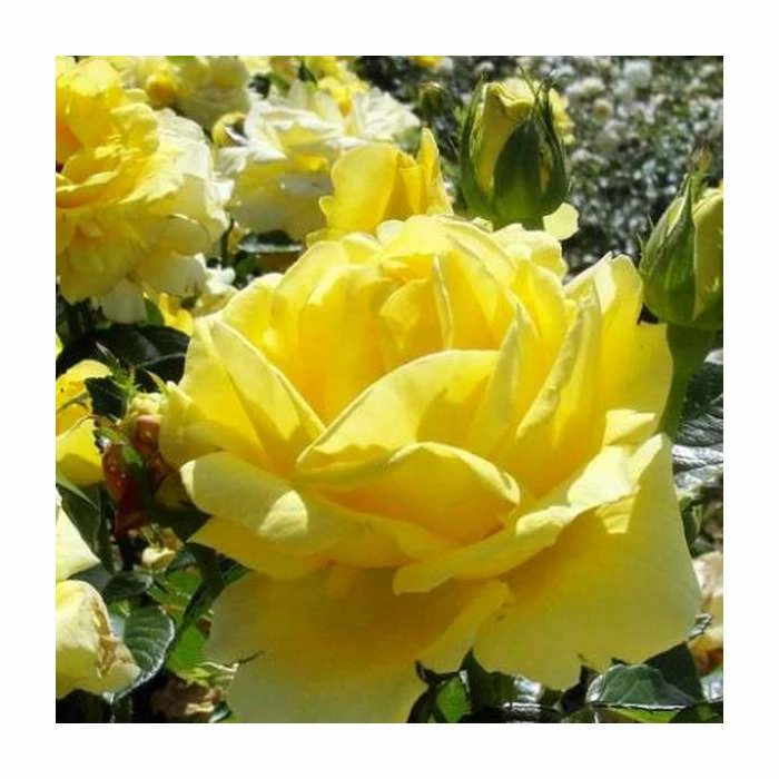 'Golden Anniversary' Patio Rose - 5.5L Pot 2 'Golden Anniversary' Patio Rose - 5.5L Pot - Image 2