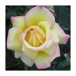 Peace' Bush Rose - 4L Pot -Yellow Plants Store PL11046 add image 1 9c72