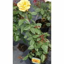 Keep Smiling' Bush Rose - 4L Pot 6 Keep Smiling' Bush Rose - 4L Pot -Yellow Plants Store PL11061 add image 1 431d
