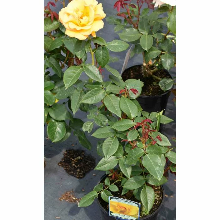 Keep Smiling' Bush Rose - 4L Pot 3 Keep Smiling' Bush Rose - 4L Pot - Image 3