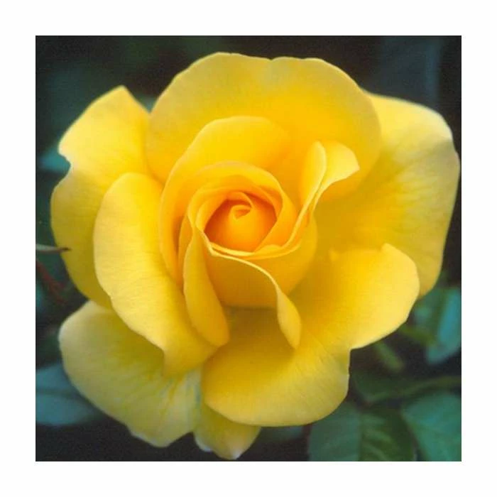 Keep Smiling' Bush Rose - 4L Pot 2 Keep Smiling' Bush Rose - 4L Pot - Image 2