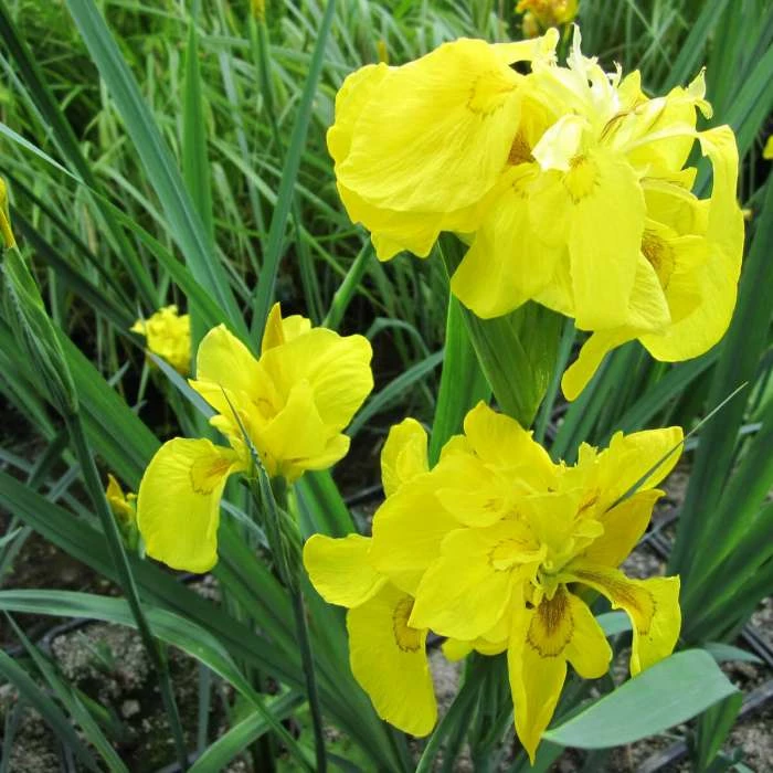 Large Double Yellow Flag Iris Pseudacorus Flore Pleno - 3L Pot 1 Large Double Yellow Flag Iris Pseudacorus Flore Pleno - 3L Pot