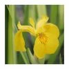 Large Yellow Flag Iris 'Variegated' Iris pseudacorus 'Variegata' - 3L Pot