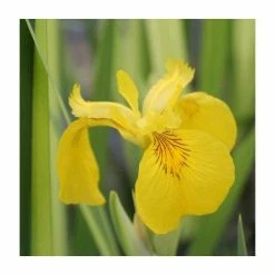 Large Yellow Flag Iris 'Variegated' Iris pseudacorus 'Variegata' - 3L Pot