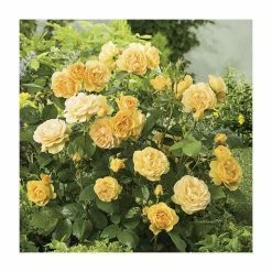 'Absolutely Fabulous' Bush Rose - 4L Pot -Yellow Plants Store PL11282 add image 1 0e10