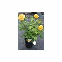 'Absolutely Fabulous' Bush Rose - 4L Pot -Yellow Plants Store PL11282 add image 2 231f