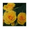 Flower Power Gold' Patio Rose - 5.5L Pot