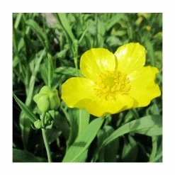 Large Large-Flowered Greater Spearwort Ranunculus lingua 'Grandiflorus - 3L Pot