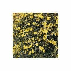 Winter Jasmine | Jasminium Nudiflorum -Yellow Plants Store PL13671 add image 2 6862