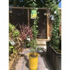 Winter Jasmine | Jasminium Nudiflorum -Yellow Plants Store PL13671 add image 5 281a