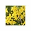 Winter Jasmine | Jasminium Nudiflorum